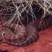 Desert Death Adder