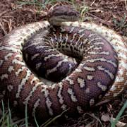 Carpet Snake