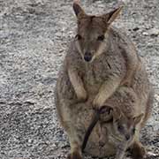 Wallaby with joey