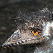 Emu portrait