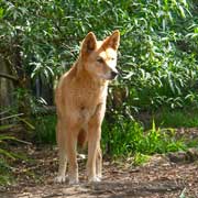 Dingo