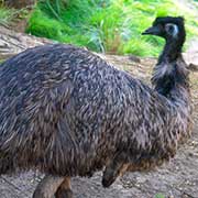 Emu in Healesville