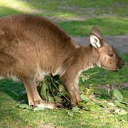 Young kangaroo