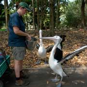 Feeding the pelicans