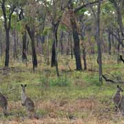 Kangaroos in the bush