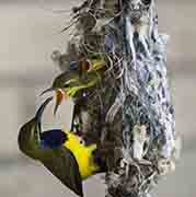 Yellow-breasted Sunbird father