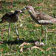 Bush stone-curlews