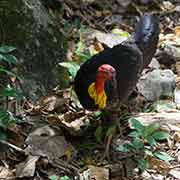 Australian brush-turkey