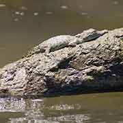 Young Saltwater Crocodile