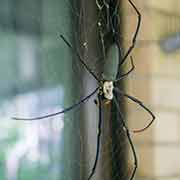 Golden Orb Weaver spider