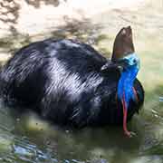 Cassowary, Port Douglas Wildlife Habitat