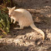 White kangaroo