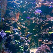 Aquarium, Exmouth