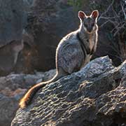 Rock-wallaby, Yardie Creek