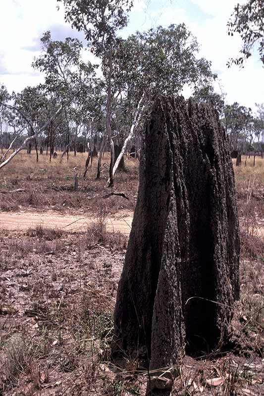 Termite mound