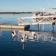 Jetty with pelicans, Mallacoota