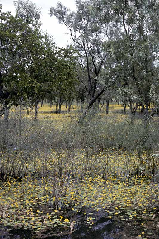 Wildflowers