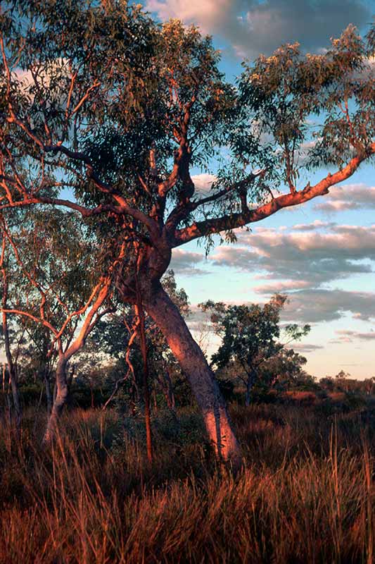 Near Borroloola