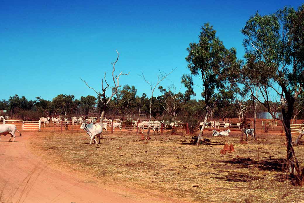 McArthur River Station