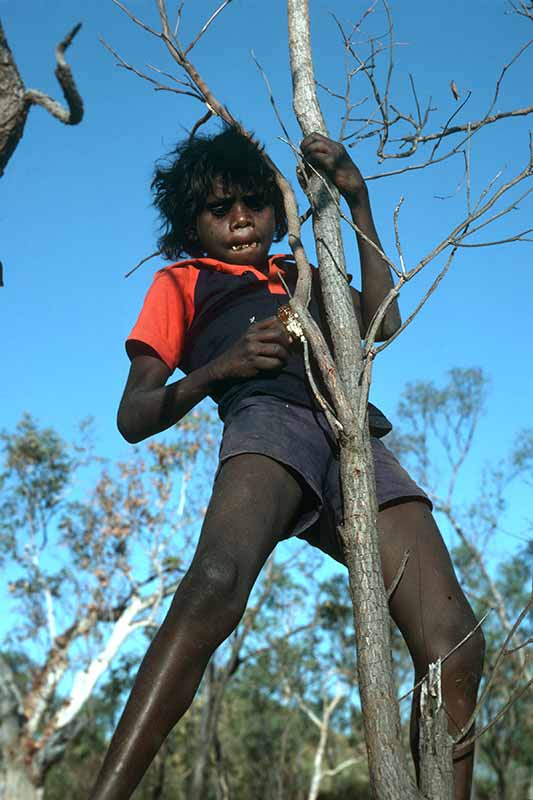 Collecting edible gum