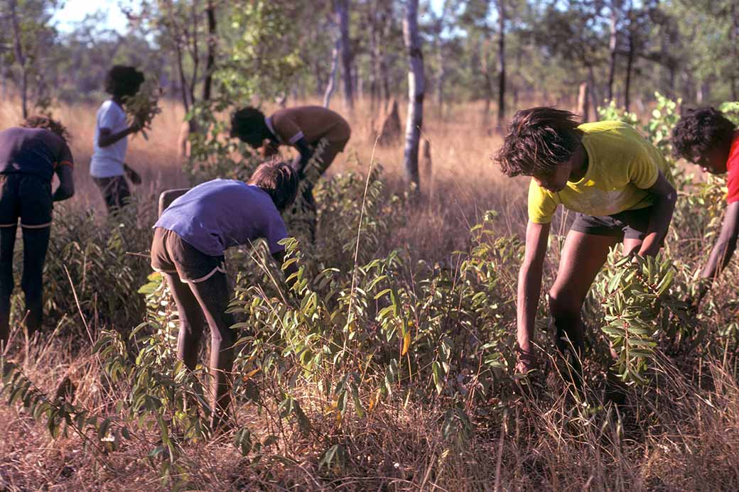 Getting bushtucker