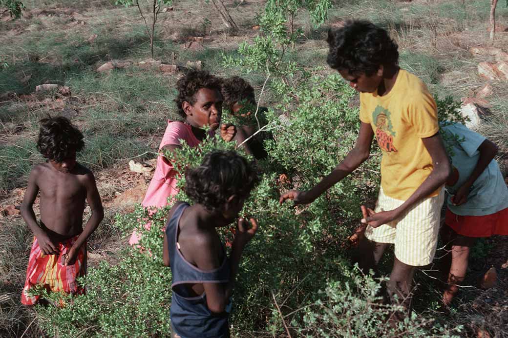 Collecting cockle-berries