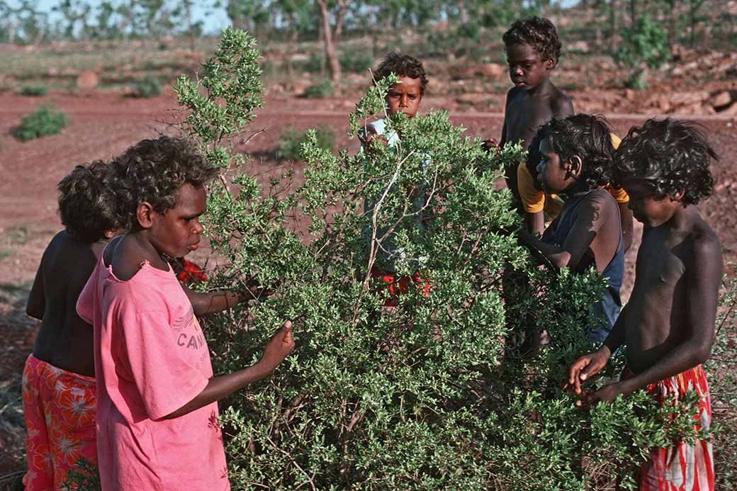 Picking berries