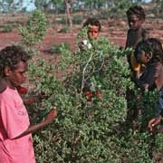 Picking berries