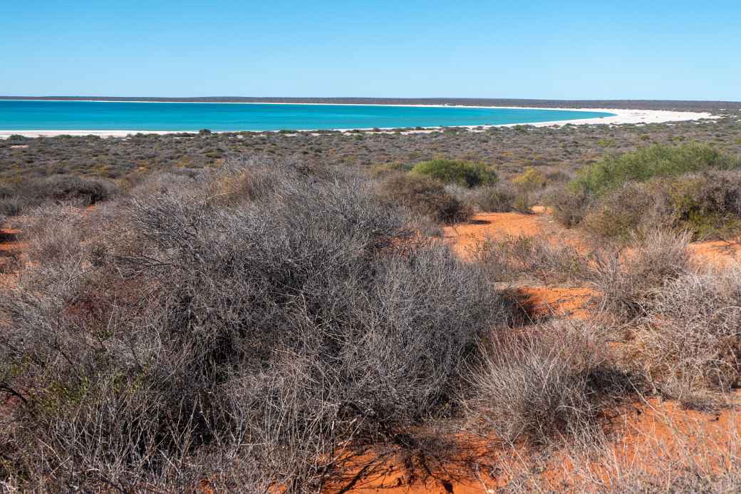 View of Shell Beach