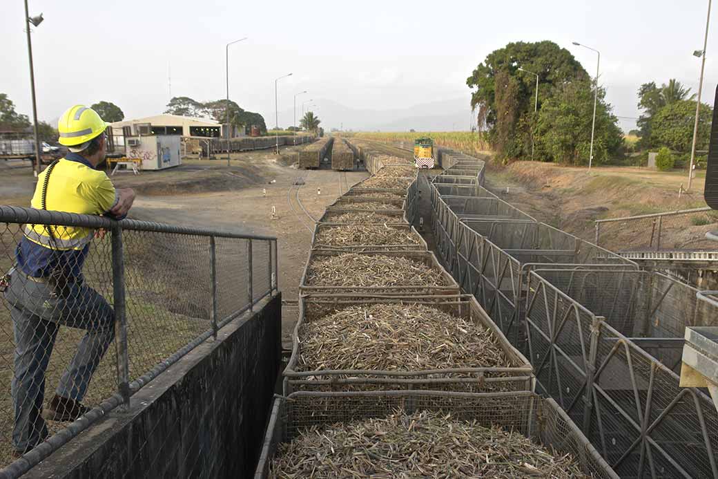 Sugar cane train