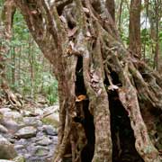 Gnarled tree