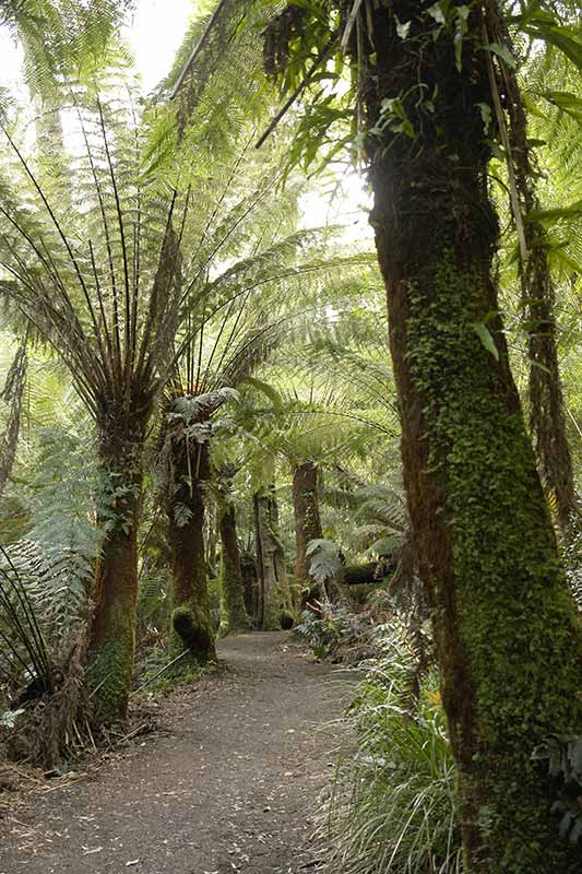 Maits Rest Rainforest Walk