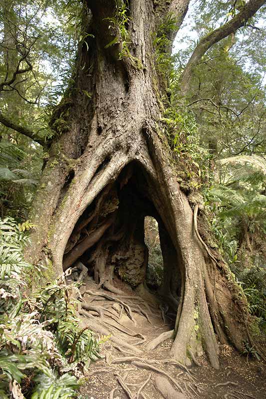 Hollow tree