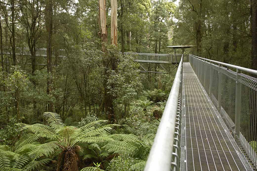 Otway Fly Walkway