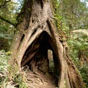 Hollow tree