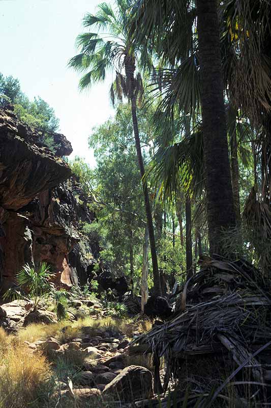 Palms of Palm Valley