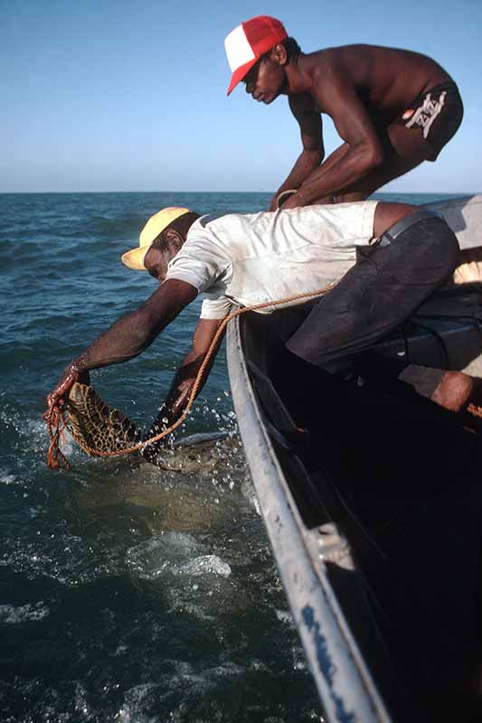 Catching a turtle