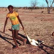 A freshly shot kangaroo