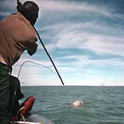 Hunting dugong