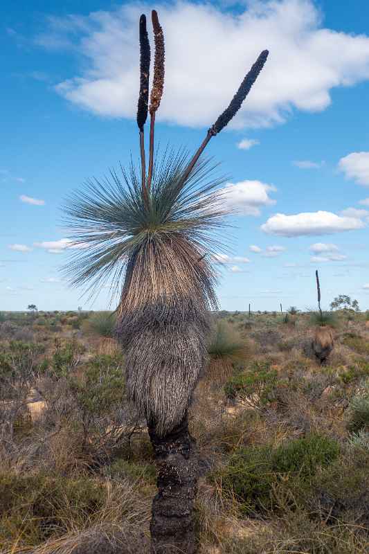 Grass tree, Kalbarri National Park