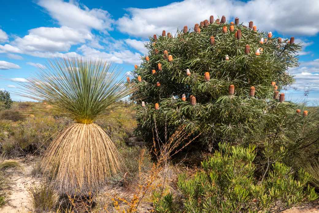 Plants, Kalbarri National Park