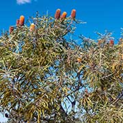 Banksia, Kalbarri National Park