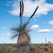 Grass tree, Kalbarri National Park