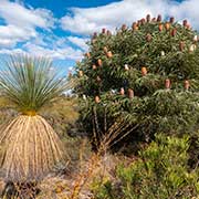 Plants, Kalbarri National Park