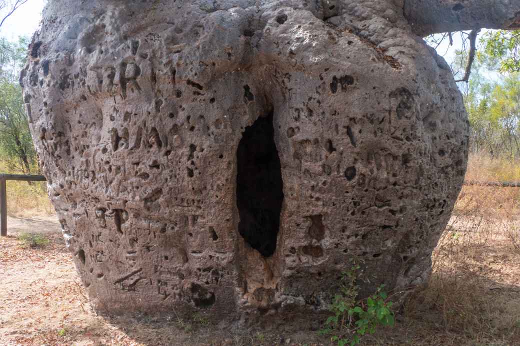 Boab Prison Tree