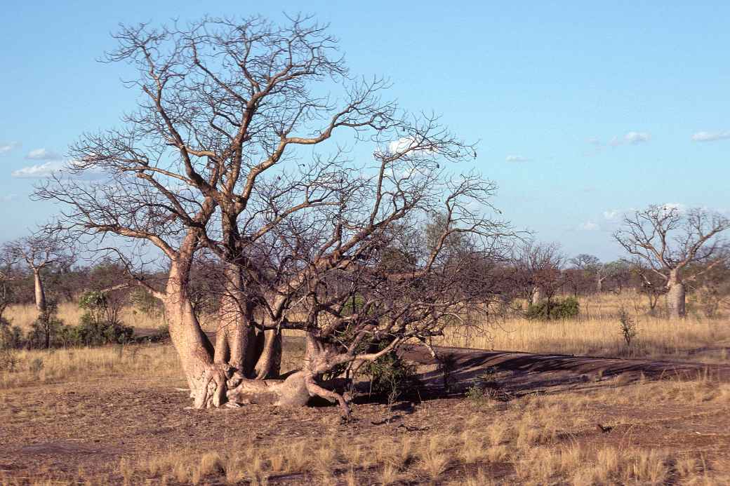 Boab or Baobab tree near Meda