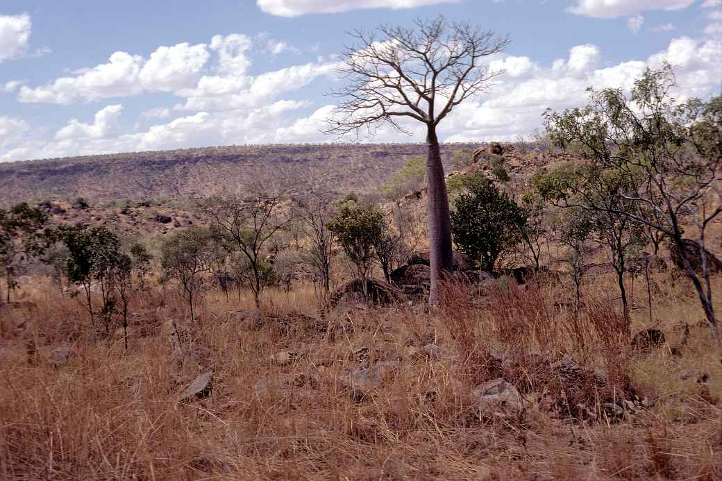 In King Leopold Ranges