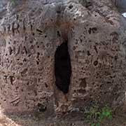 Boab Prison Tree