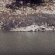 Freshwater crocodile, Windjana Gorge