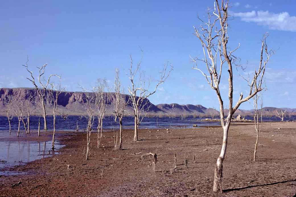 Trees at the spillway